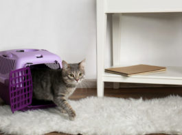 territorio di un gatto