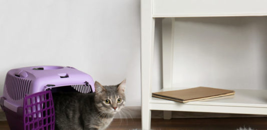 territorio di un gatto