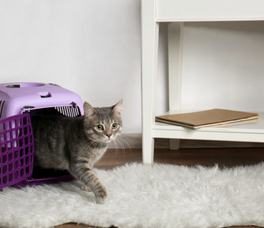 territorio di un gatto