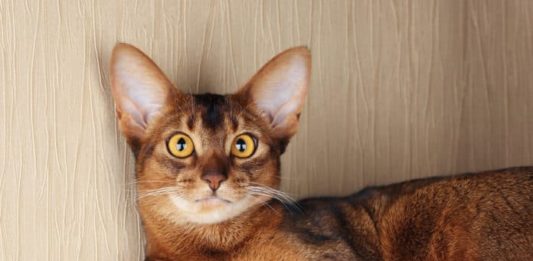 toxoplasmosi nel gatto