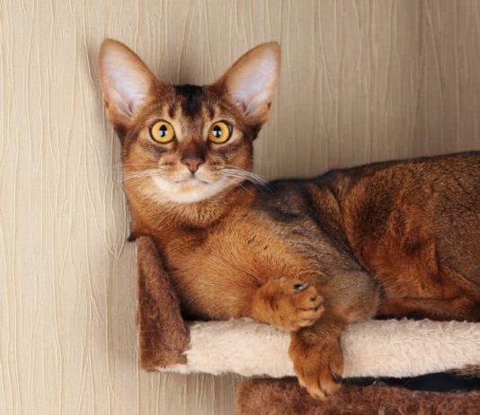 toxoplasmosi nel gatto