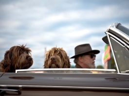 trasporto di animali