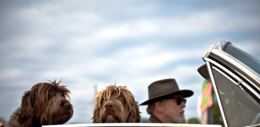 trasporto di animali