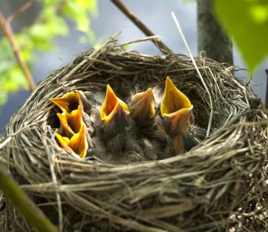 uccellino caduto dal nido