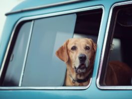 Viaggiare in auto con il cane serenamente e rispettando le regole viaggiare in auto con il cane