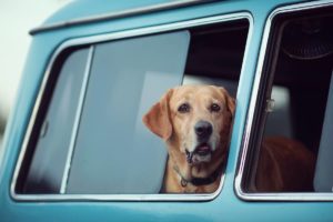 viaggiare in auto con il cane