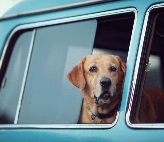 viaggiare in auto con il cane