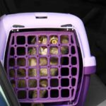 viaggiare in auto con il gatto 2