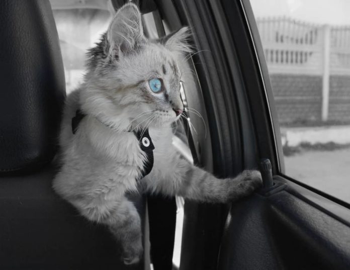 viaggiare in auto con il gatto viaggiare in auto con il gatto
