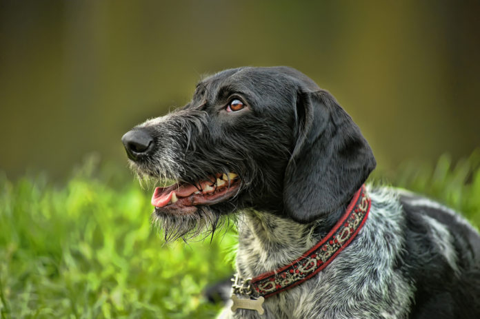 Drahthaar - cane Drahthaar - cane