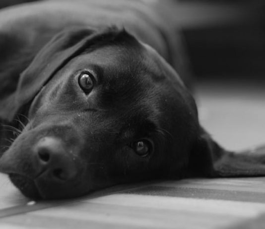 I Am A Dog Not A Thing