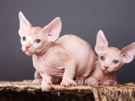 Lo Sphynx, il gatto nudo. Morfologia, carattere e mantello. Sphynx