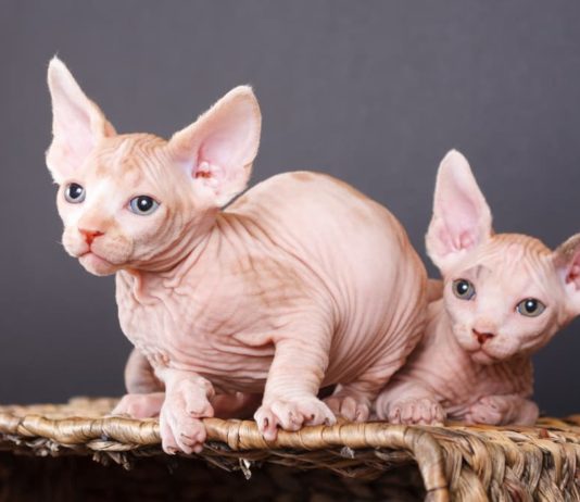 Sphynx