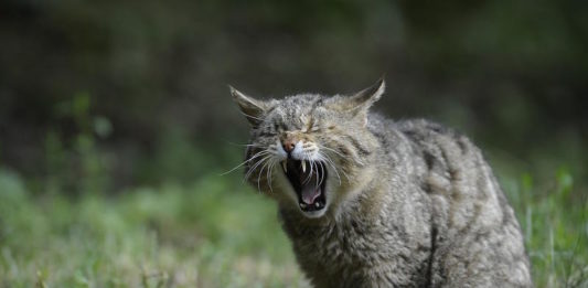 aggressività del gatto