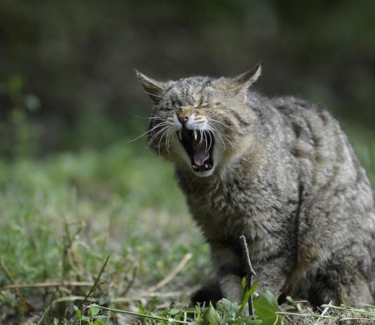 aggressività del gatto