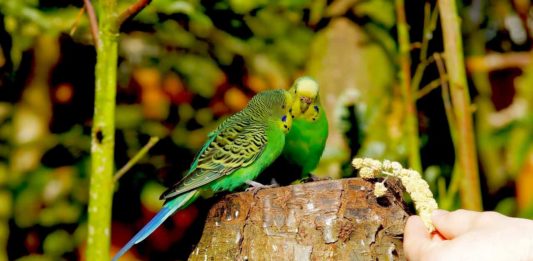 alimentazione delle cocorite