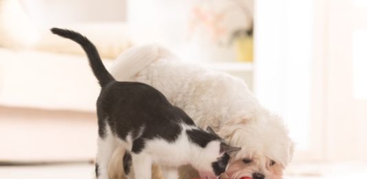 L’alimentazione nel cane e nel gatto. L’evoluzione e il ruolo del proprietario alimentazione nel cane e nel gatto