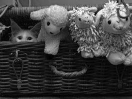 ambiente sociale del gatto