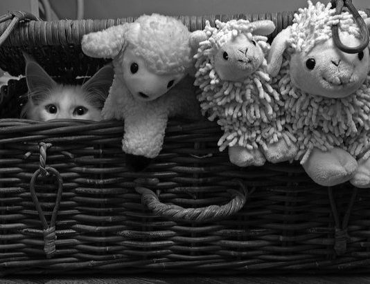 L’importanza dell’ambiente sociale nel gatto. Alcuni utili consigli ambiente sociale del gatto