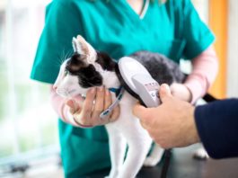 anagrafe degli animali d'affezione