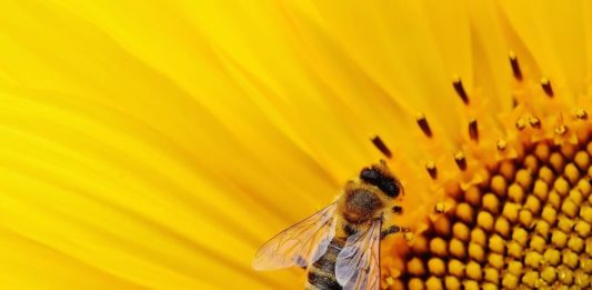 SOS Api a rischio: in pericolo il nostro futuro api a rischio