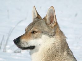 cane-lupo