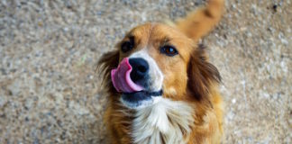 cane meticcio botulismo