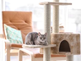 Casa per gatti: come organizzarne una che sia Cat-Friendly? casa per gatti