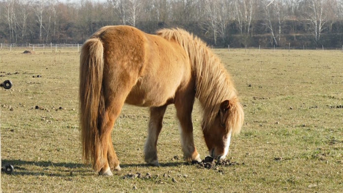 cavallo che bruca cavallo che bruca