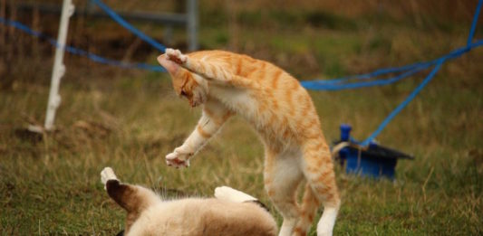 Comportamento del gatto: I segnali di minaccia e alcuni consigli comportamento del gatto