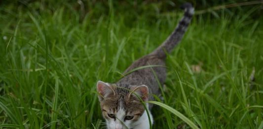 comportamento di predazione