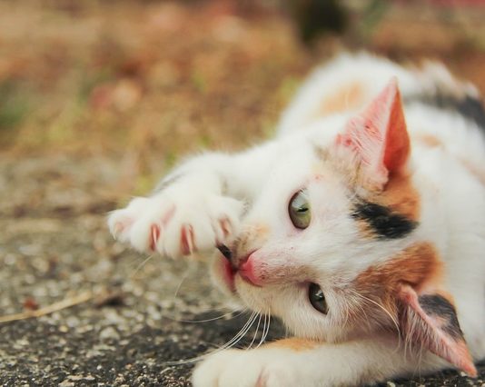 La Corizza nel gatto: vie di trasmissione e sintomi da controllare corizza nel gatto