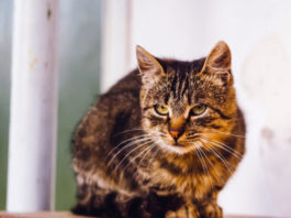 coronavirus nel gatto
