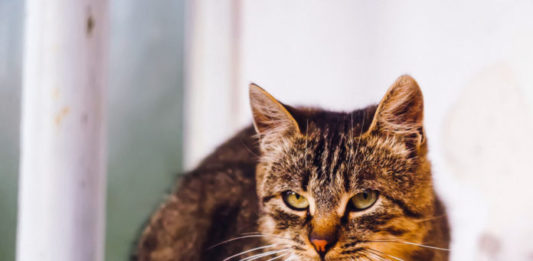 coronavirus nel gatto