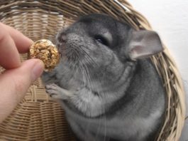 cosa deve mangiare il cincillà