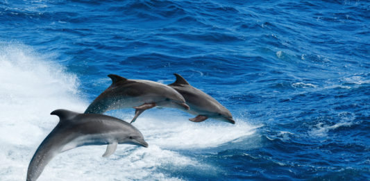 delfini spiaggiamenti