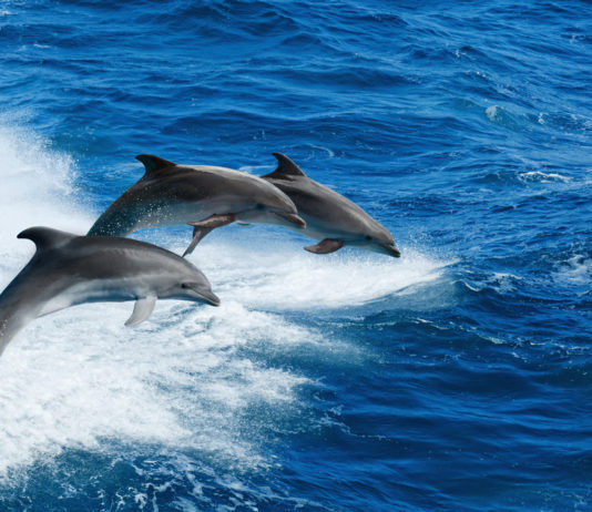 delfini spiaggiamenti