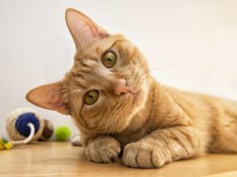 diarrea nel gatto otiti