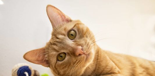 Diarrea nel gatto ed enteriti da protozoi: cause e consigli diarrea nel gatto otiti