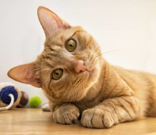 Diarrea nel gatto ed enteriti da protozoi: cause e consigli diarrea nel gatto otiti