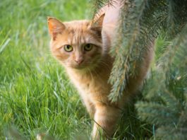 fabbisogno energetico di un gatto adulto