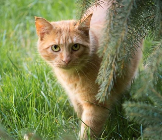 Il fabbisogno energetico di un gatto adulto. Quando aumenta e perchè? fabbisogno energetico di un gatto adulto