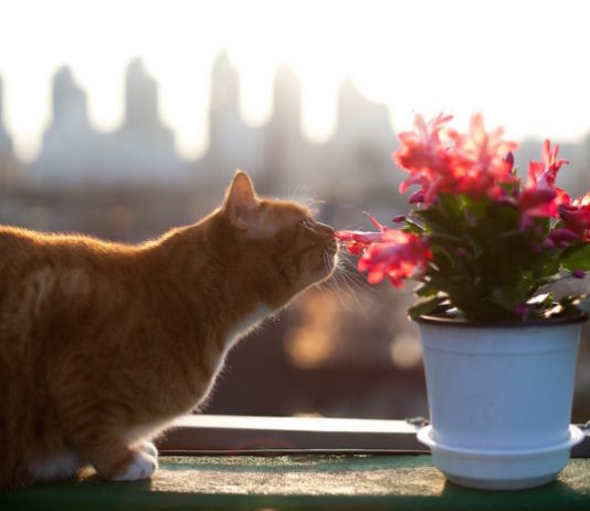 A cosa servono i feromoni nel gatto? E perché vengono usati? feromoni nel gatto