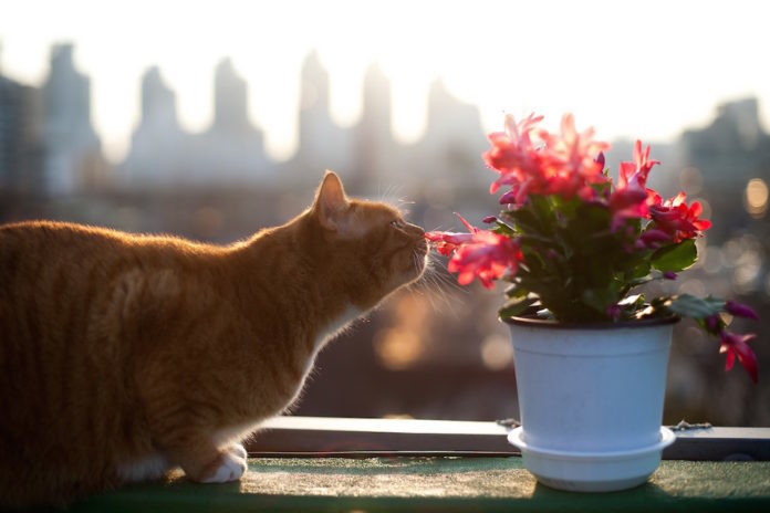 feromoni nel gatto feromoni nel gatto