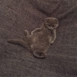gatto cucciolo sdraiato sulla schiena
