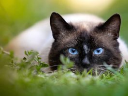 gatto marca il territorio