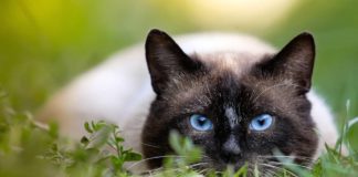 gatto marca il territorio