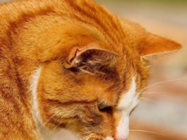 gatto schizzinoso con il cibo