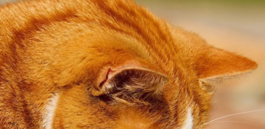 Gatto schizzinoso con il cibo: i motivi e come comportarsi gatto schizzinoso con il cibo