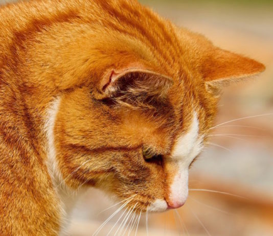 gatto schizzinoso con il cibo